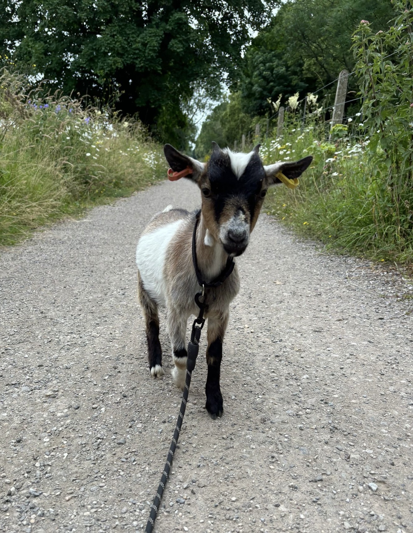 Goat Walking