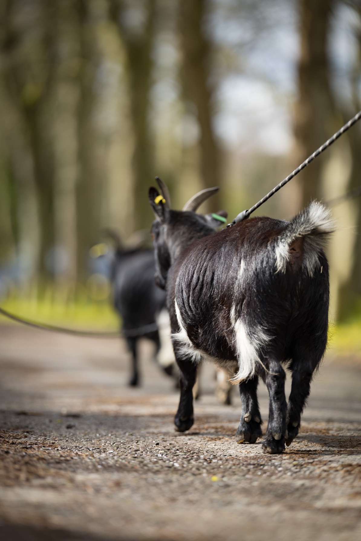 A goat