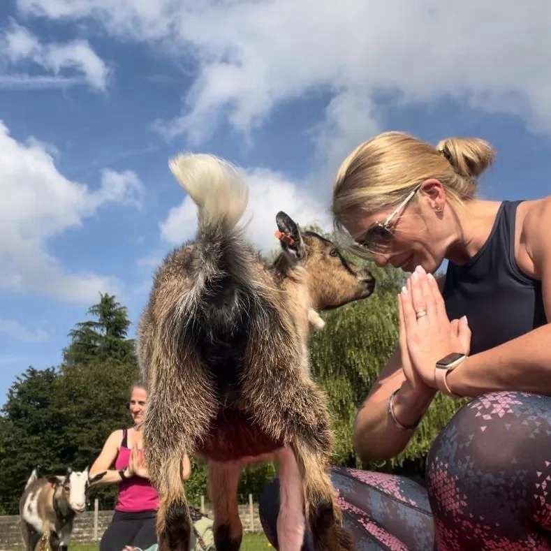 Yoga with Goats