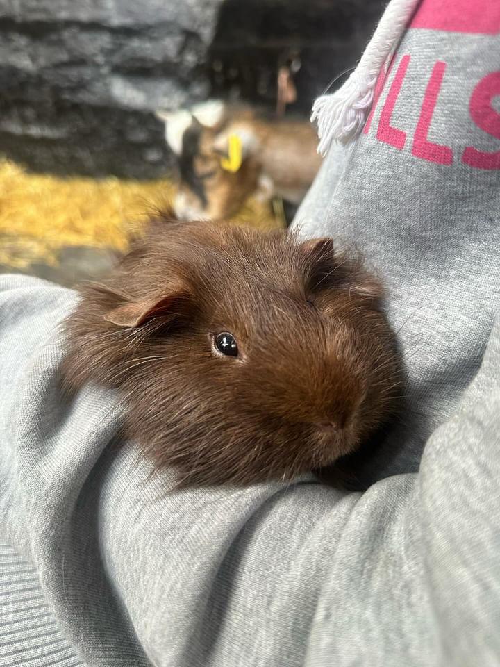 Pet the Guinea Pigs